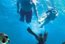 Reef Snorkeling aboard the Fury